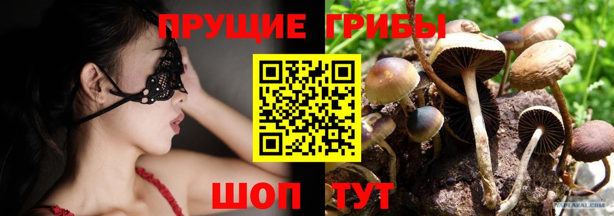 Галлюциногенные грибы Psilocybine cubensis Кудрово